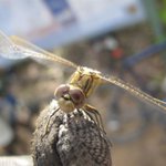 IMG_3471