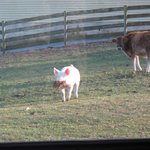 IMG_0008