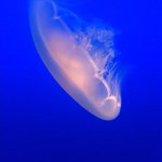 IPN_0007