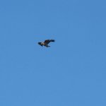IMG_0006