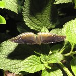 IMG_0039